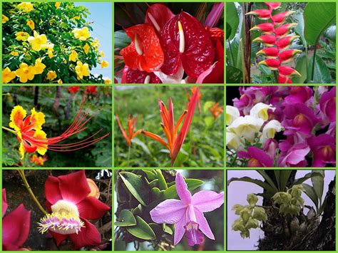 Flor Do Amazonas Para Que Serve