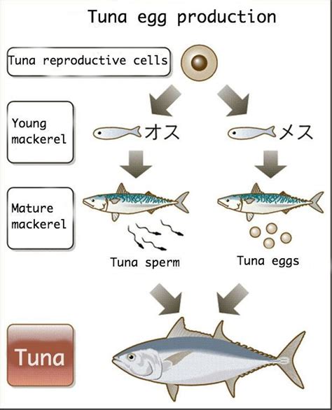 Tuna Born From Mackerel Japanese Scientists Develop Surrogate Tech To
