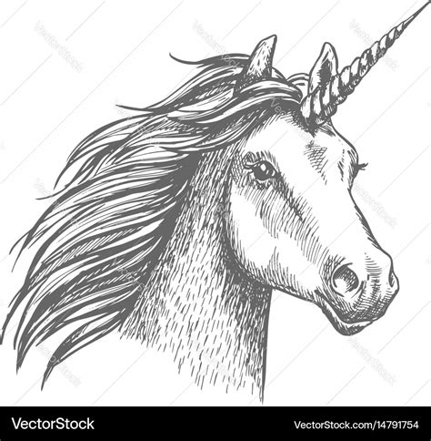 Unicorn Sketch Isolated Head Royalty Free Vector Image