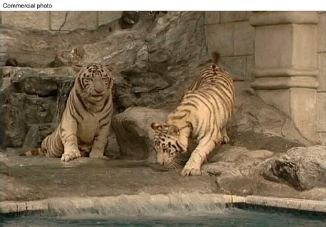 Wells Local White Tiger Exhibit Should Relocate The Big Cats To A