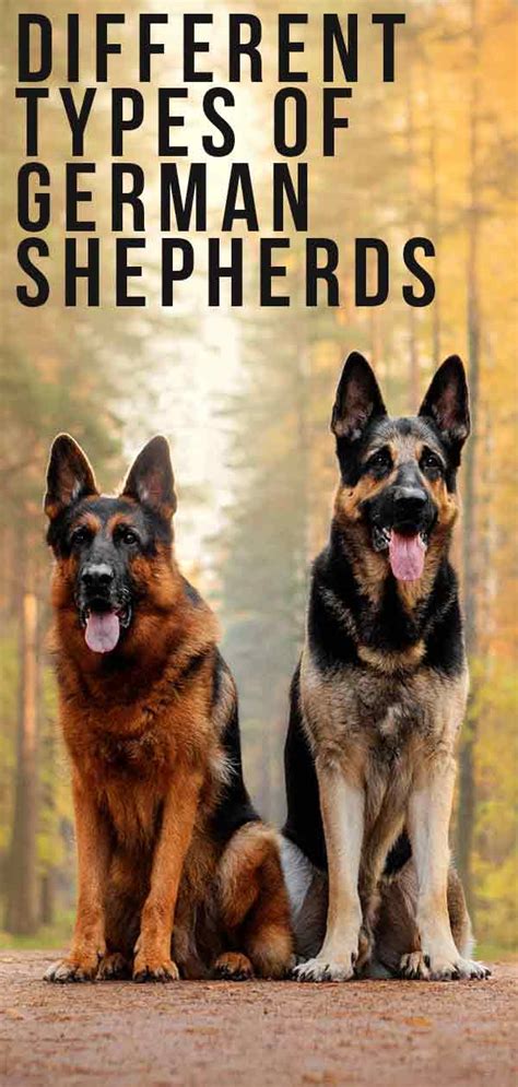 Different Types Of German Shepherds There Are More Than
