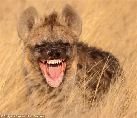 Well They Do Call Them Laughing Hyenas Big Cat Gets The Giggles On