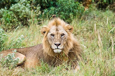 The Story Of The Asiatic Lion Surviving Only In Gujarat India Worldatlas