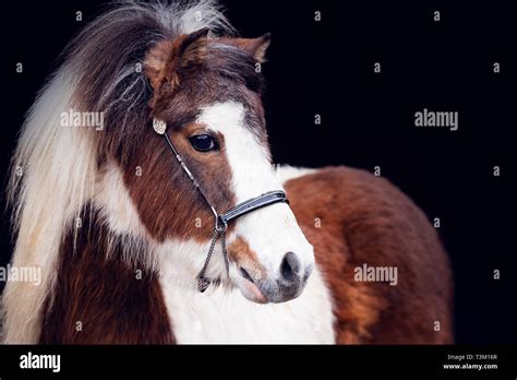 Horse Portraits Stock Photo Alamy