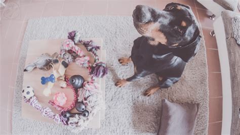 Hallo leute ich zeige euch heute mal ei spielzeug für die hunde was ihr ganz einfach selber machen könnt dafür braucht ihr eine papp dose und da macht ihr da löcher rein mit einem messer oder schere bei mir hattes mit einem messer besser gecklapt und wenn ihr dann die leckerlies darein etahn habt. Spielzeug Welpen Selber Machen — Sparstarmma.com