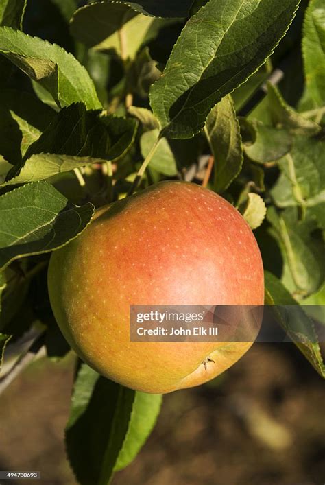 Apple Orchard High Res Stock Photo Getty Images