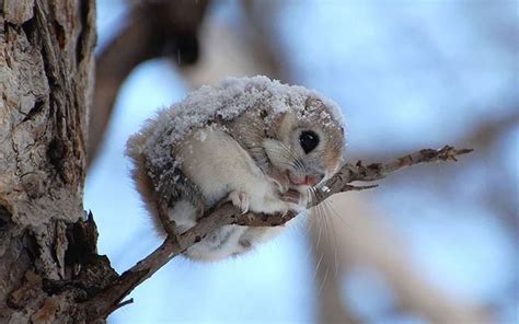 Japanese And Siberian Flying Squirrels Are Probably The