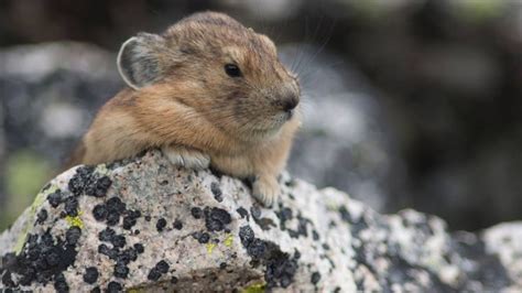 The Lifecycle And Longevtiy Of A Pika Wildlife Biologist American