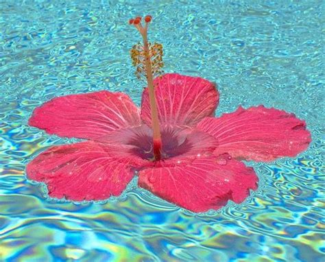 Pin By Paradise On Hawaii Beautiful Flowers Hibiscus Hibiscus Flowers