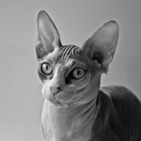 Hairless Sphynx Cat In Black And White Naked Cats Pinterest