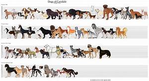 Dog Breed Dog Breed Chart