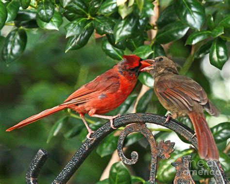 Cardinal Bird Valentines Love Photograph By Luana K Perez