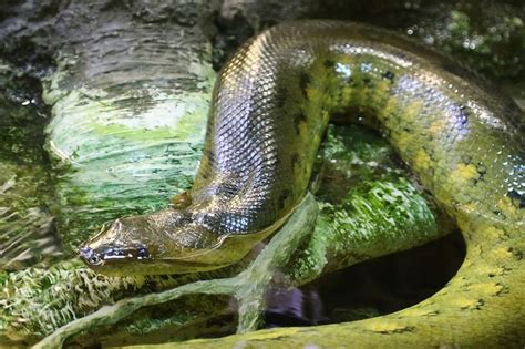 19 Best Anacondas Images On Pinterest Green Anaconda Reptiles And Snakes