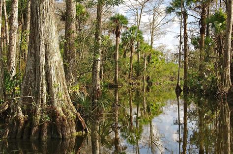 Invasive Species In The Florida Everglades Worldatlas