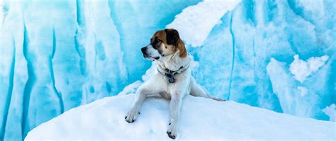 Download Wallpaper 2560x1080 Dog Ice Lies Snow Dual Wide 1080p Hd