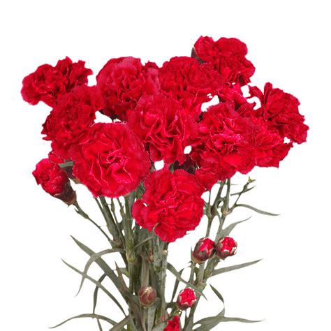 100 Stems Of Red Spray Carnations Beautiful Fresh Cut Flowers Express