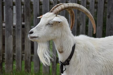 Buck Goat Animal Free Photo On Pixabay Pixabay