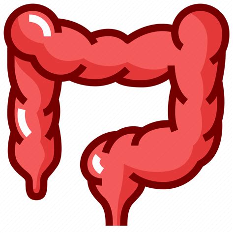 Anatomy Colon Human Intestine Organ Icon Download On Iconfinder