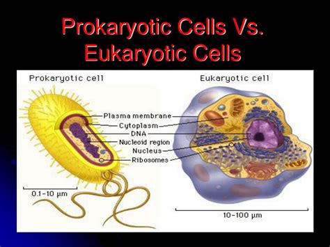 Ppt Comparative Study Of Typical Prokaryotic Cell And Eukaryotes My