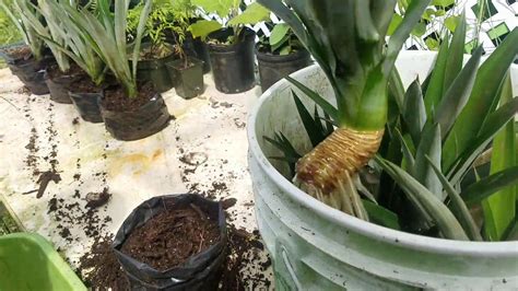 We did not find results for: Rainfarm Hawaii! Pineapple - YouTube