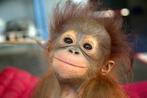 Baby Orangutan Smiling Animals Cute Animals Happy Animals Erofound