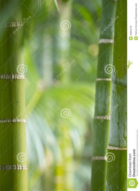 Tiges De Bambou Fond Vert Photo Stock Image Du Normal