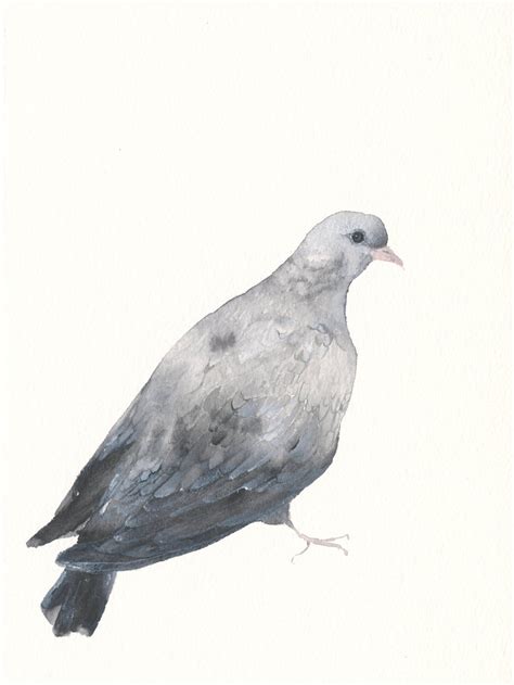 Original Watercolor Painting Pigeon Etsy