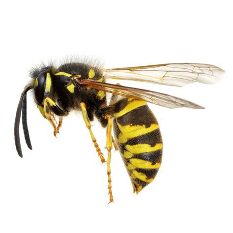 Identifying Wasps