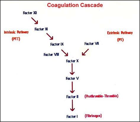 Coagulation Cascade Made Easy