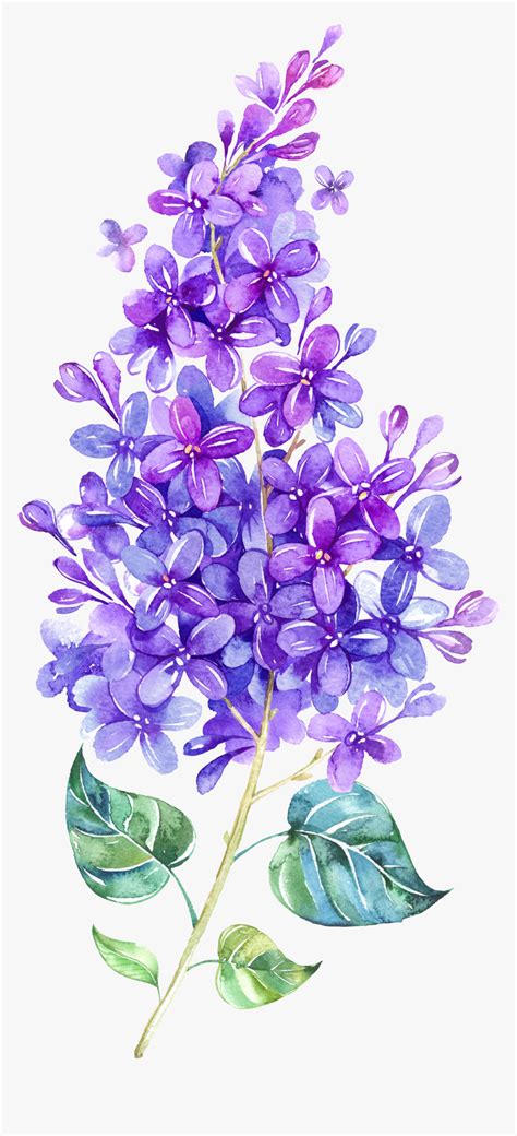 Lavender Clipart Watercolor Watercolor Lilac Flower Hd Png Download