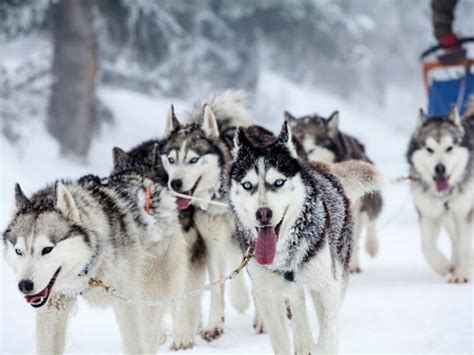 Meet Todays Sled Dogs American Kennel Club