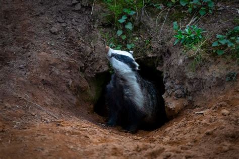Thousands Of Badgers To Be Killed As Cull Zones Extended The Independent
