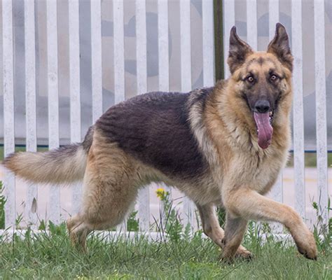 Rocky Austin German Shepherd Dog Rescue