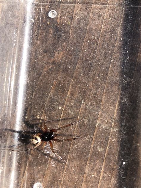 These innovative spider catchers are really effective for catching spiders, and no batteries required. Unidentified spider in Capitola , California United States