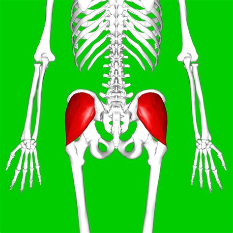 Muscle Of The Month Gluteus Medius Spears Strong