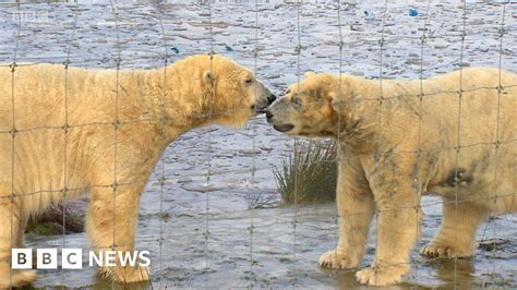 Uks First Polar Bear Cub In 25 Years Born In Highlands Bbc News