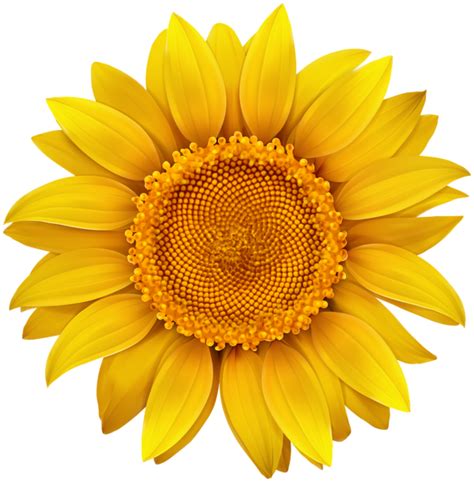 Sunflower Png Transparent Image The Kellie Duggan Foundation