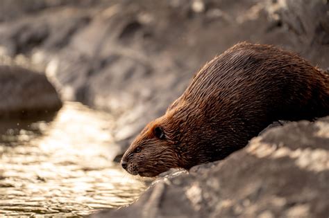 10 Fun Facts About Beavers Fact City