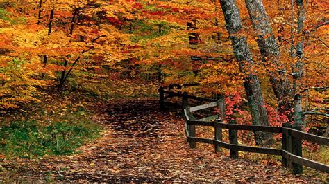 Autumn Path Through Woods Wallpaper Nature And Landscape Wallpaper