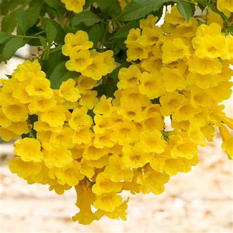 9 Beautiful Yellow Flowering Trees And Shrubs