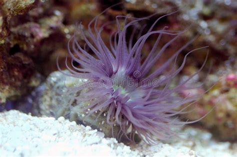 Sea Purple Tube Anemone Cerianthus Sp Stock Photo Image Of Anemone