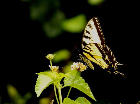 Eastern Tiger Swallowtail Butterfly On Lantanna Camara Flower Photo