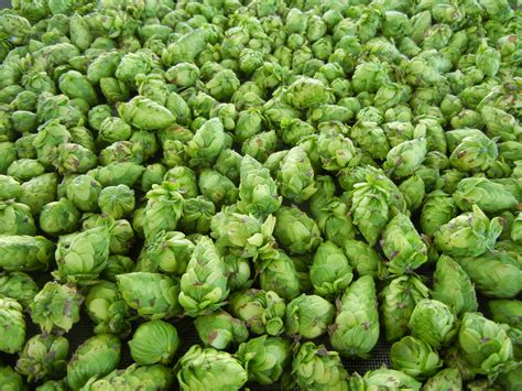 Like the title says i'm curious if i would be able to grow hops in tucson arizona. Beer flowers! My first time growing hops and I am so happy ...