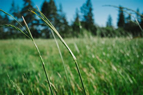 Free Images Nature Field Lawn Meadow Prairie Sunlight Leaf