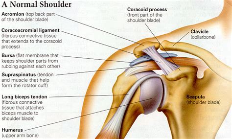 Another common movement that aggravates shoulder impingement is raising your arm with the elbow twisted outwards. Buddha: Daily Dharma - Shoulder