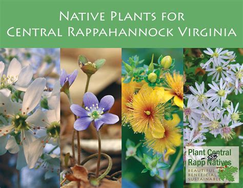 Native Plants For Central Rapp — Plant Virginia Natives