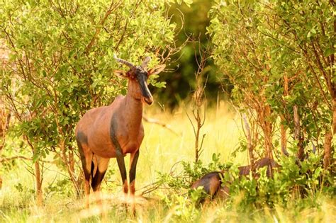 Antelope On The Grass In The Moremi Game Reserve Okavango River Delta