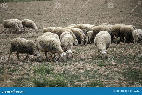Sheep Grazing Field Stock Photo Image Of Australia 150787392