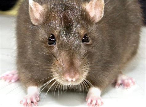 How To Look After A Pet Rat Made By Animal Uk
