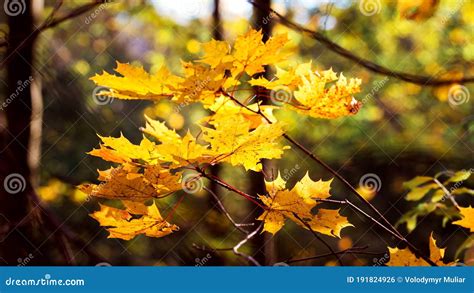 Golden Maple Leaves In The Autumn Forest In Bright Sunlight Stock Photo